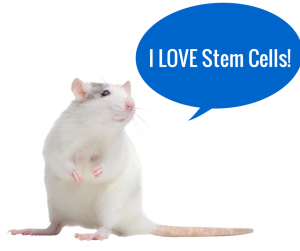 mouse and stem cells